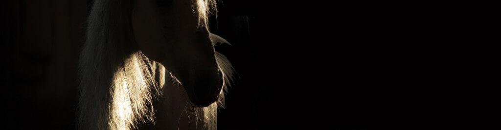 Rehasense Benelux | Fabrikant & Distributeur van Mobiliteitshulpmiddelen